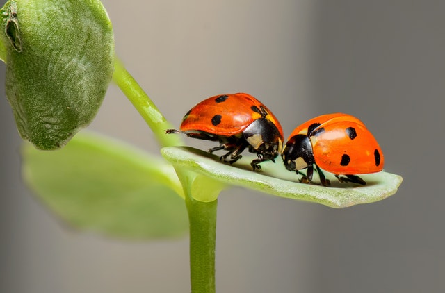 2 Lady bugs on a leaf