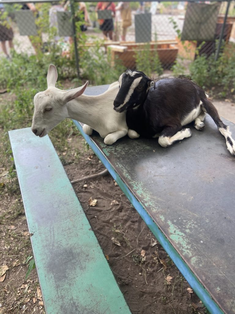 White and brown young goats on a picnic table, falling asleep 